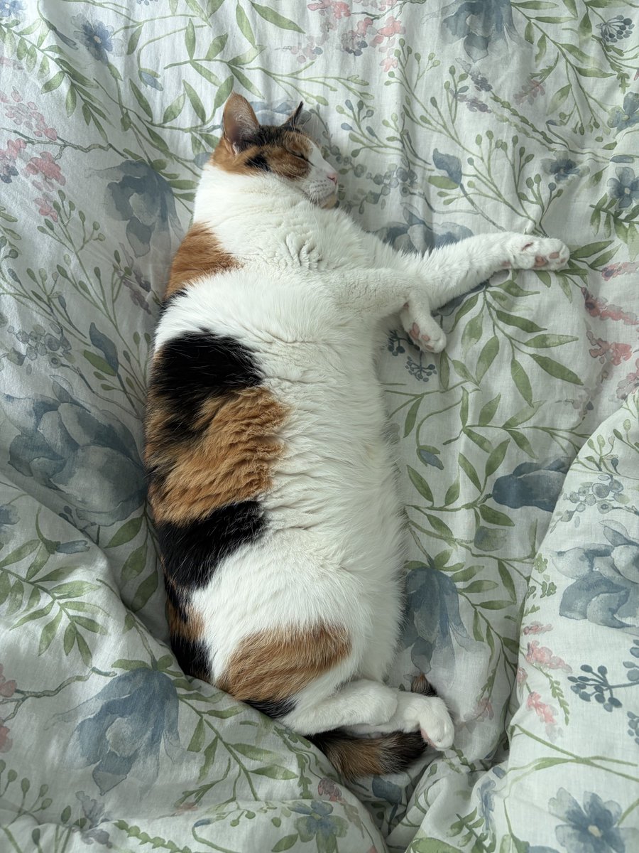 apricotjamcam's tweet photo. i have a queen sized bed and she chooses to lay smack dab in the middle of it https://t.co/z7jHesdFPV