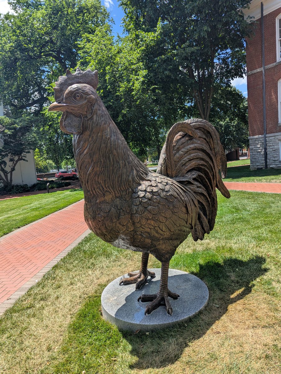 _Catch23_'s tweet photo. We have a new chicken on campus.  #bluehens https://t.co/2WR0sQcyHe
