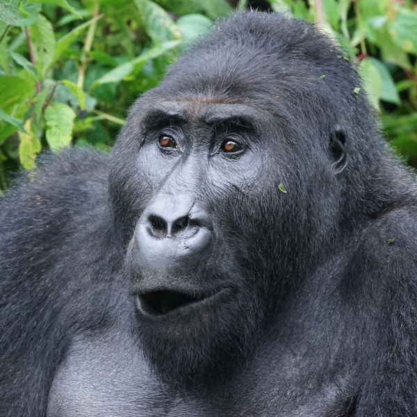 Gorillas_Org's tweet photo. What if £1 a week could help protect endangered mountain gorillas… and give you the chance to win up to £25,000 every Friday? 🦍💚

The Gorilla Organization Lottery is back!

Play today: https://t.co/gCaXOLgTXQ https://t.co/QJc2kYx9Wf