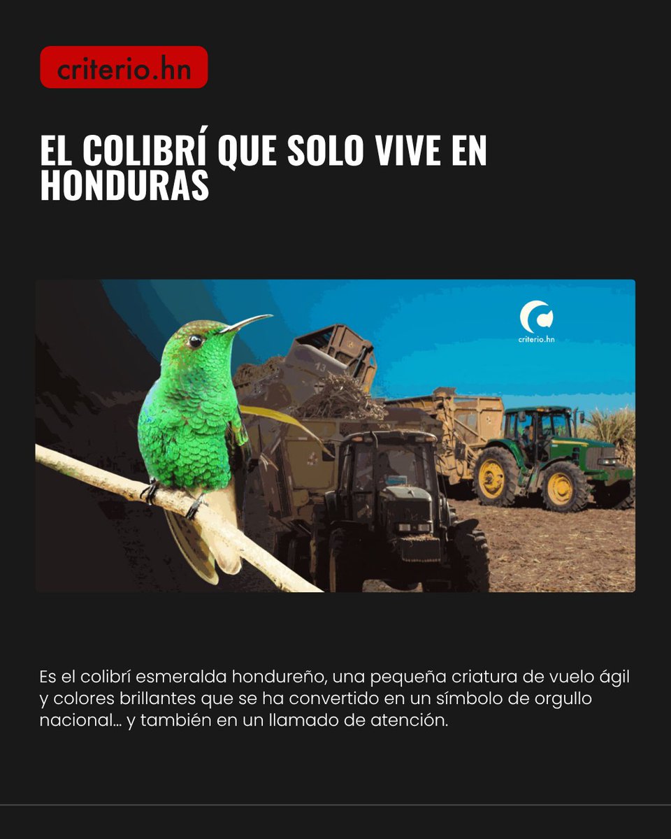 criteriohn's tweet photo. 🗞️⚠️#ATENCION~ Honduras tiene más de 700 especies de aves, pero solo una es completamente suya: Amazilia luciae. Así como el quetzal representa a Guatemala o el cóndor a los Andes, este colibrí pertenece solo a los hondureños. Nadie más en el mundo tiene la responsabilidad —ni la oportunidad— de protegerlo.

⚠️🚨https://t.co/JdMn7vfqZO