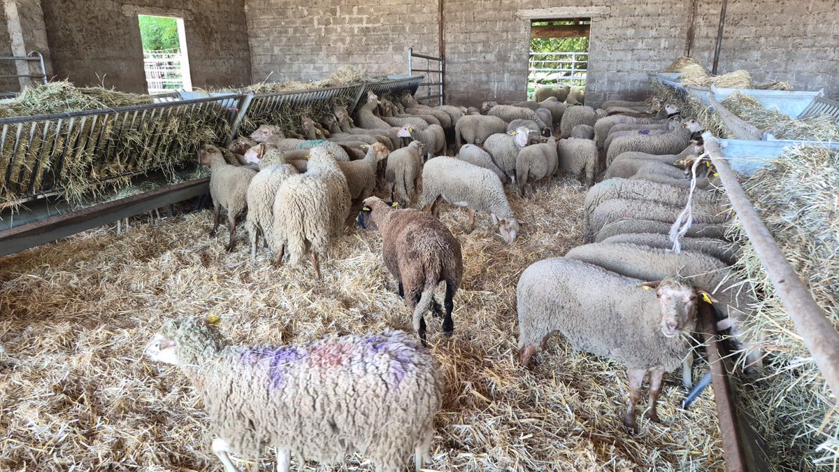 FBB_Officiel's tweet photo. 🐑 Mobilisation massive contre les abattages clandestins de l’Aïd-El-Kébir : déjà 375 moutons sauvés !

Alors que débute la célébration de l’Aïd-El-Kébir, la Fondation Brigitte Bardot renforce sa mobilisation sur l’ensemble du territoire national pour lutter contre les abattages clandestins et mettre un terme à la souffrance d’animaux voués à une mise à mort dans des conditions d’une extrême cruauté.

⚠️ Chaque année, en France, des milliers d’animaux, principalement des moutons, sont sacrifiés dans l’illégalité totale et sans aucune surveillance vétérinaire. La viande issue de tels abattages est souvent impropre à la consommation, ce qui pose un véritable problème sanitaire.

👉 Face à cette réalité, la Fondation agit en première ligne aux côtés des forces de l’ordre pour combattre ces pratiques et sauver les bêtes avant qu’il ne soit trop tard.

Le bilan des interventions de la FBB est significatif. Déjà plus de 375 moutons ont été saisis, notamment en Île-de-France et dans le Sud-Est, grâce à une action coordonnée avec les services de l’État.

Ils vont maintenant être mis en quarantaine et bénéficier de soins vétérinaires d’urgence car la plupart sont en très mauvais état, d’une identification obligatoire, et d’une protection dans des lieux sécurisés. Cette période de quarantaine va leur permettre un repos nécessaire après l’enfer qu’ils ont évité de justesse.

La mobilisation de la Fondation Brigitte Bardot ne fait que commencer. D’autres opérations d’interception et de sauvetage sont en cours partout sur le territoire.

➡️ La FBB réaffirme ainsi son engagement inébranlable : stopper les souffrances animales et faire respecter la législation en vigueur, quelle que soit la tradition ou la célébration.