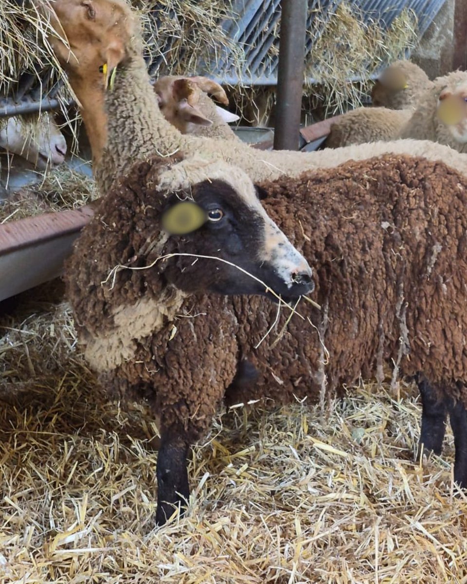 FBB_Officiel's tweet photo. 🐑 Mobilisation massive contre les abattages clandestins de l’Aïd-El-Kébir : déjà 375 moutons sauvés !

Alors que débute la célébration de l’Aïd-El-Kébir, la Fondation Brigitte Bardot renforce sa mobilisation sur l’ensemble du territoire national pour lutter contre les abattages clandestins et mettre un terme à la souffrance d’animaux voués à une mise à mort dans des conditions d’une extrême cruauté.

⚠️ Chaque année, en France, des milliers d’animaux, principalement des moutons, sont sacrifiés dans l’illégalité totale et sans aucune surveillance vétérinaire. La viande issue de tels abattages est souvent impropre à la consommation, ce qui pose un véritable problème sanitaire.

👉 Face à cette réalité, la Fondation agit en première ligne aux côtés des forces de l’ordre pour combattre ces pratiques et sauver les bêtes avant qu’il ne soit trop tard.

Le bilan des interventions de la FBB est significatif. Déjà plus de 375 moutons ont été saisis, notamment en Île-de-France et dans le Sud-Est, grâce à une action coordonnée avec les services de l’État.

Ils vont maintenant être mis en quarantaine et bénéficier de soins vétérinaires d’urgence car la plupart sont en très mauvais état, d’une identification obligatoire, et d’une protection dans des lieux sécurisés. Cette période de quarantaine va leur permettre un repos nécessaire après l’enfer qu’ils ont évité de justesse.

La mobilisation de la Fondation Brigitte Bardot ne fait que commencer. D’autres opérations d’interception et de sauvetage sont en cours partout sur le territoire.

➡️ La FBB réaffirme ainsi son engagement inébranlable : stopper les souffrances animales et faire respecter la législation en vigueur, quelle que soit la tradition ou la célébration.
