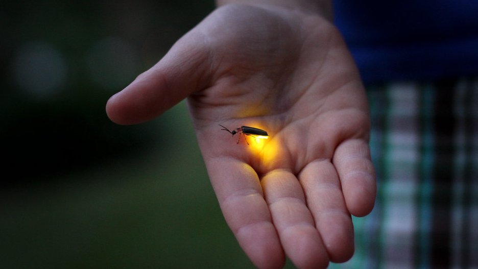 giveashitnature's tweet photo. Fireflies are emerging right now. A few small changes this summer decide whether they visit your yard or skip it.

Fireflies are beetles, and they're in decline across North America for three reasons: habitat loss, pesticides, and light pollution. The good news is that all three are things you control in your own yard.

Turn off outdoor lights at night, or put them on a timer. Fireflies flash to find mates, and porch lights, landscape lighting, and floodlights drown out the signal. A male can't find a female in a lit-up yard. This is the single biggest thing you can do.

Stop spraying. Lawn pesticides and mosquito treatments kill fireflies at every life stage, and the larvae spend up to two years living in your soil before they ever light up. One season of spraying wipes out next year's show.

Leave some of the yard alone. Firefly larvae need moist, undisturbed soil and leaf litter, where they hunt slugs and snails. A corner of long grass, a pile of leaves, a damp shady spot. A perfectly manicured lawn is a firefly desert.

Lights off, no spray, a messy corner. That's the recipe for cookin' up a summer of firefly enjoyment.
