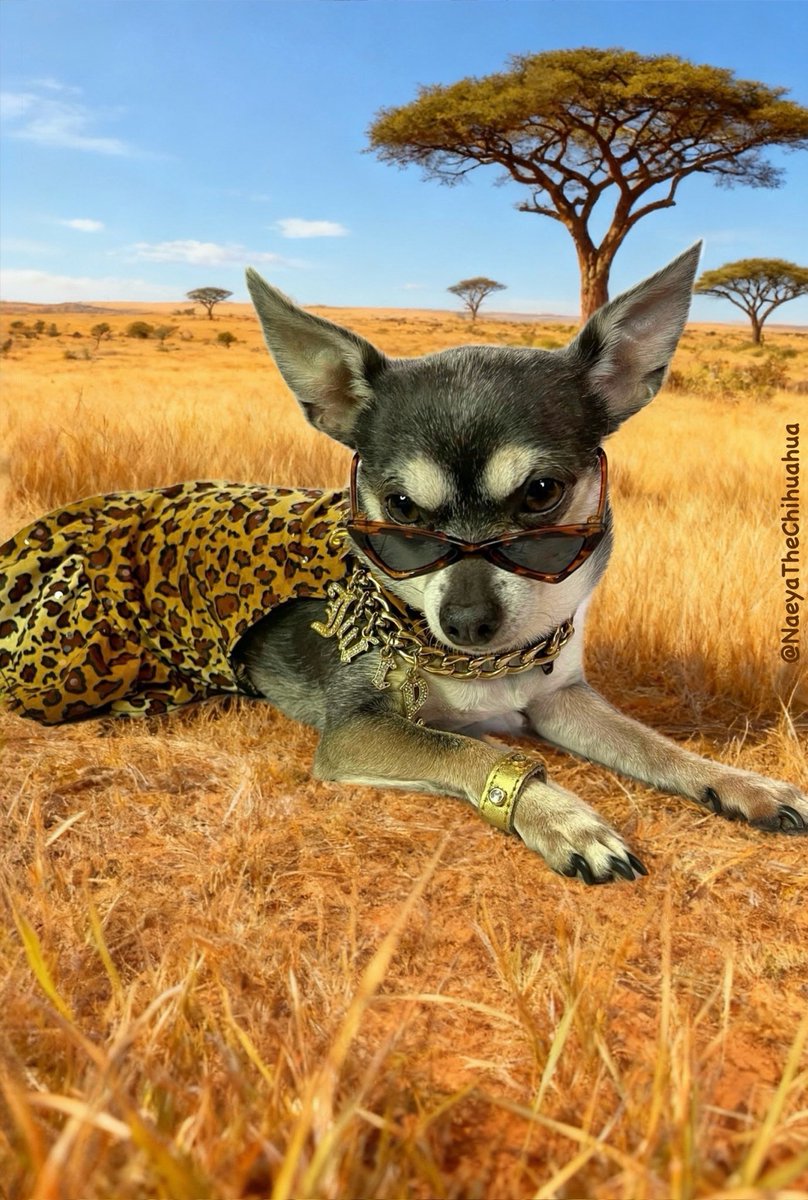Rustylinda's tweet photo. Happy 7th Birfday to my bestie, Simba! It’s a Wild Safari Birthday pawty!!@olibear_and_simba 
It’s going to be pawsome 
🦒🎂🦁🎉🐻🎊

#dogbirthday 
#chihuahua
#doginfluencer 
#dogfashionista
#dogmodel https://t.co/8HYKdvHXEP