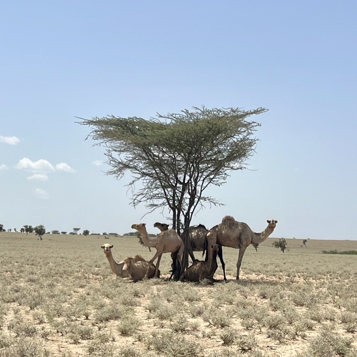 MegaVoiceZA's tweet photo. This amazing woman can recite the whole book of Matthew. Let us all be inspired to do the same.

She used an audio Bible by listening repeatedly to the Word of God

https://t.co/UACNTku8Gj

#Megavoice #intouchministries  #ruralbible #turkana #solarbible https://t.co/vr2eB7wj8C
