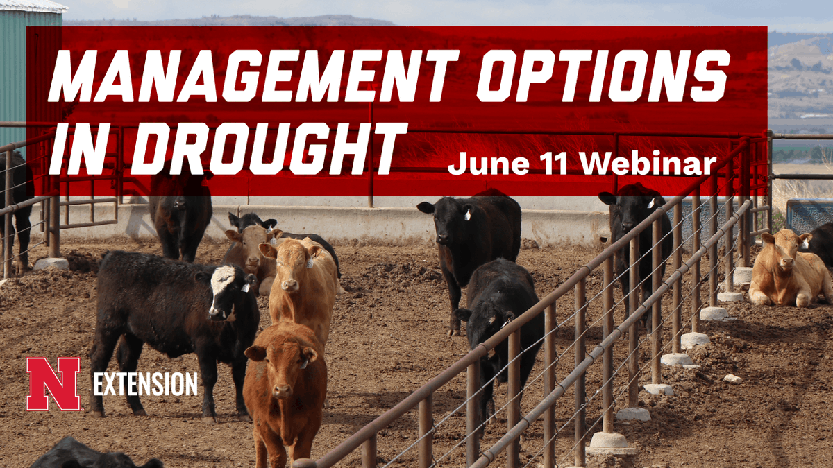 UNL_IANR's tweet photo. Nebraska Extension will host a free June 11 webinar, Management Options in Drought, to help producers navigate ongoing dry conditions and management decisions.

Register: https://t.co/4FRCRpx3yp https://t.co/HjBOfqiEgP