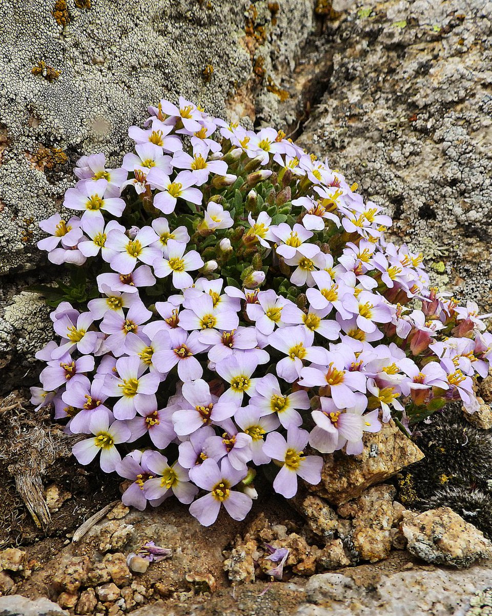 milliparklar's tweet photo. Volkanik kayalık habitatlarda hayata tutunan endemik bir tür: Niğde Obrizyası (𝘈𝘶𝘣𝘳𝘪𝘦𝘵𝘢 𝘷𝘶𝘭𝘤𝘢𝘯𝘪𝘤𝘢) 🌿

Dünyada yalnızca tek bir lokalitede bilinen, son derece sınırlı yayılışa sahip bu özel tür; endemik bitki çeşitliliğimizin en nadir örnekleri arasında yer alıyor. 🪨

Yaklaşık 1800 metre rakımda, volkanik kaya yüzeyleri üzerinde yaşam bulan Niğde Obrizyası; narin yapılı, çok yıllık otsu bir bitkidir. Tüysüz ya da çok seyrek çatallı tüy örtüsüne sahip olan bu tür, Mayıs ayı başlarından itibaren çiçeklenmeye başlar ve bu dönem Temmuz ortalarına kadar devam eder. 🌸

Haziran ortalarında meyve dönemi başlar, Ağustos sonunda ise tohumlanma sürecini tamamlayarak yaşam döngüsünü sürdürür. 🌱

Doğal mirasımızı koruyor, bu eşsiz endemik türün gelecek nesillere aktarılması için çalışmaların önemini vurguluyoruz.

@TCTarim