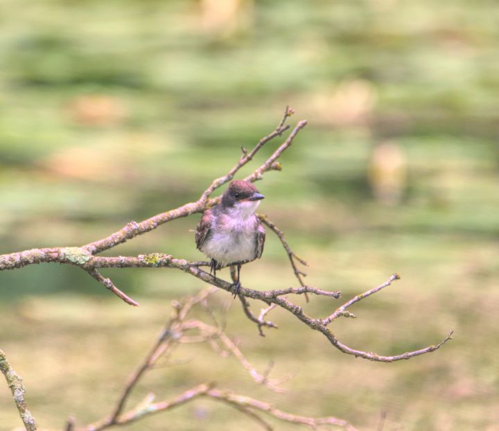 ibgbeauty's tweet photo. Art of the Day! "Eastern King Bird On A Branch". Buy at: https://t.co/TrYFPdoYgE https://t.co/EL9Qs1rVzT