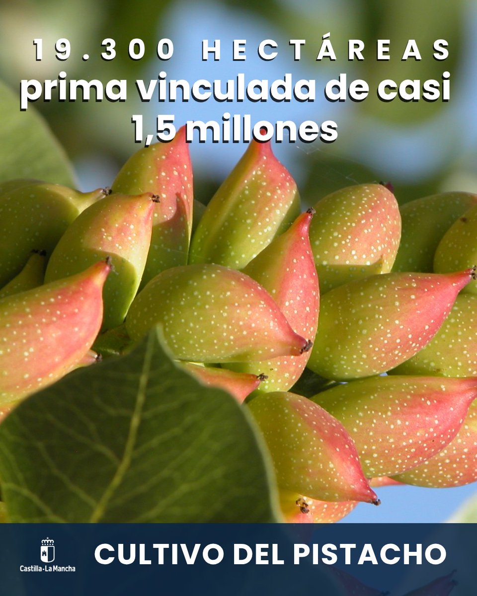 AgriculturaClm's tweet photo. ▶️Jornada de Fomento de Aseguramiento en el Cultivo del Pistacho

👉Los datos de contratación de 2025 reflejan el peso creciente del pistacho dentro del sistema asegurador regional con cerca de 19.300 ha y una prima vinculada de casi 1,5 millones

ℹ️https://t.co/CbppwGXcE6

#CLM https://t.co/dObXykzN4X