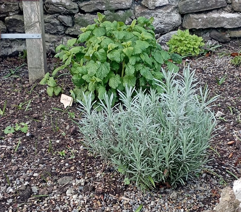 BurtonWeb's tweet photo. Fabulous idea! We have a small community herb garden in an unused corner of the village hall car park. https://t.co/eJ2UWK9bPu