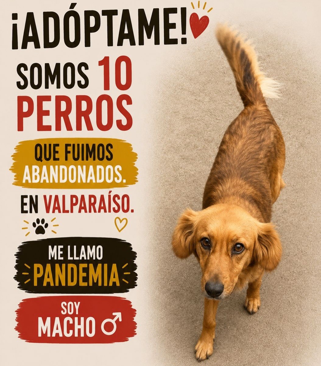 Marcela tweet media