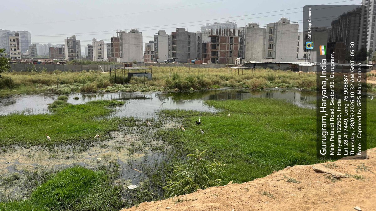 cleanAirBharat's tweet photo. Attached are some disturbing visuals from Siddharth NCR Green, Sector 95, Gurugram/Manesar. Residents have also shared their distress, and some residents took the initiative to escalate the matter to HSPCB seeking immediate inspection. 

While we await further action from @HspcbS , it is important to highlight that basic environmental and civic sanitation norms have been compromised, resulting in unhygienic conditions in a residential setting.

Instead of addressing a potentially malfunctioning STP through corrective measures or seeking assistance from the Municipal Corporation @MCManesar or Haryana Pollution Control Board, untreated discharge into open areas has reportedly been allowed, directly impacting residents and the surrounding environment.

This requires urgent inspection, accountability, and corrective action in the interest of public health and environmental safety.

Image /Action Credit: Ravi Trivedi, Concerned Resident @ravitrivedi4 

@cmohry @DC_Gurugram @Haryana_spcb @CPCB_OFFICIAL @OfficialGMDA 

#Gurugram #Manesar #WaterPollution #UntreatedSTP
#EnvironmentalHealth #STPWater 
#Monsoons #GroundWaterContamination 

#HaryanaGroundWaterAuthority