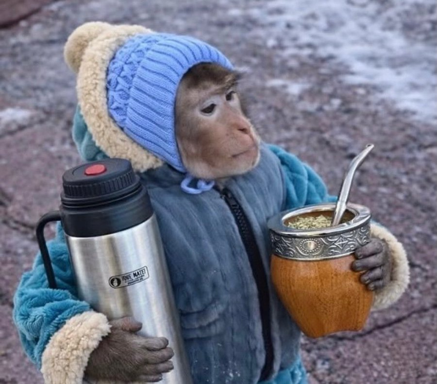 Monkey tweet media