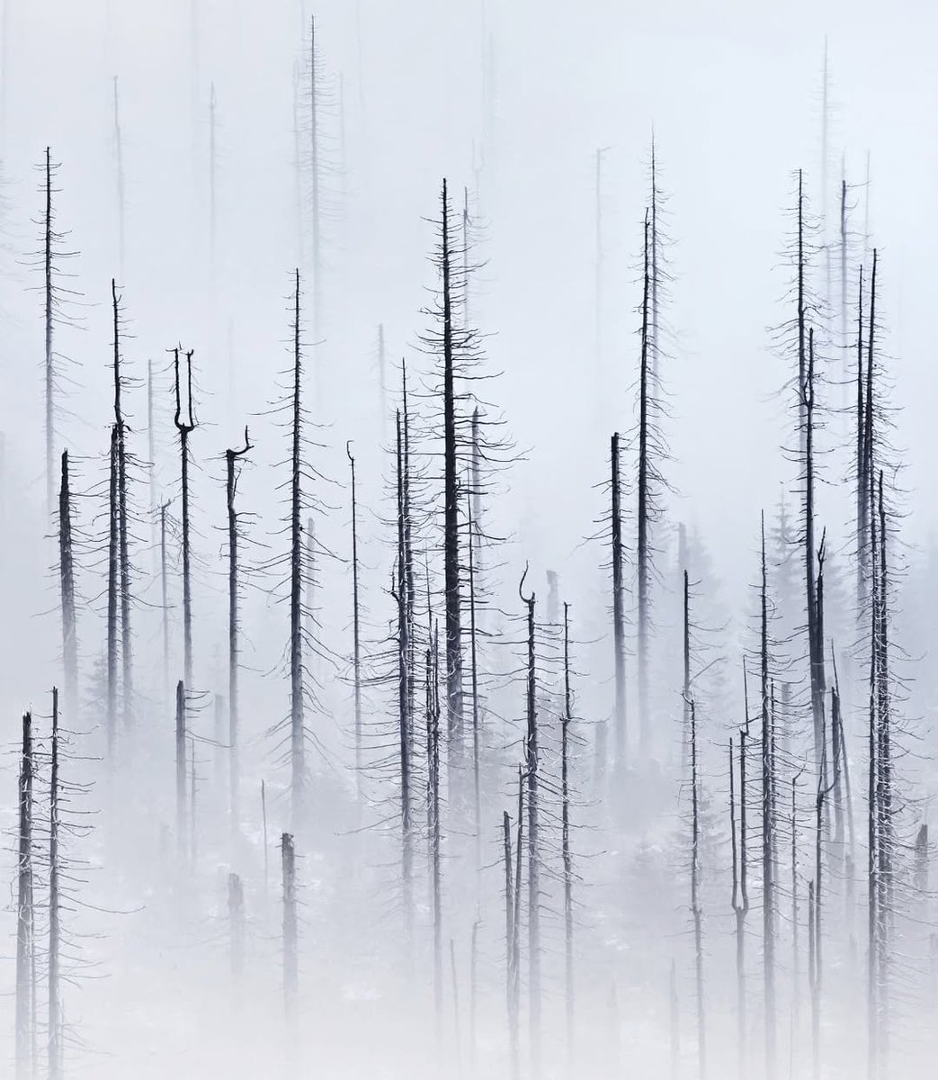 killer200230's tweet photo. Palms dance in salty wind. https://t.co/ejMkKmUNH1