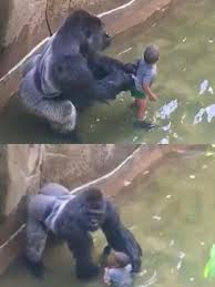 GooseAlt's tweet photo. Harambe was killed 10 years ago today

Feel old yet? https://t.co/wR1QWJuV7l
