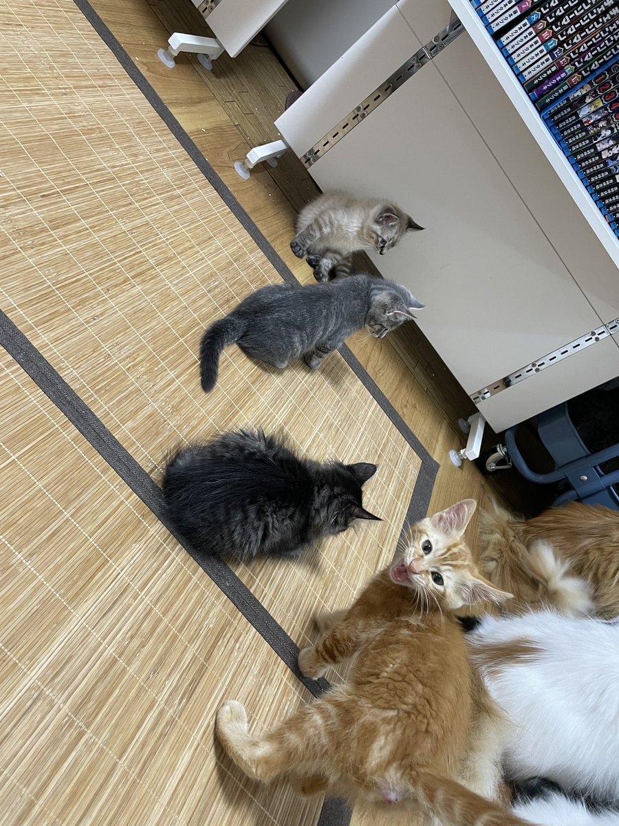 catcafemfmf's tweet photo. ご飯待ち。

とても綺麗に並ぶねぇ…
子猫はこちらで別整列なの？ https://t.co/sVRKdhotzC