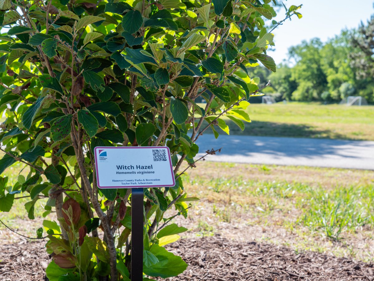 HanoverVa's tweet photo. Taylor Park is now home to the County’s first-ever accredited arboretum. 

In collaboration with Hanover Master Gardeners, the park now features 27 unique, labeled trees and shrubs.

Learn more ➡️ https://t.co/nShlAjbvxL.

#HanoverVA https://t.co/0rPPmEwLPO