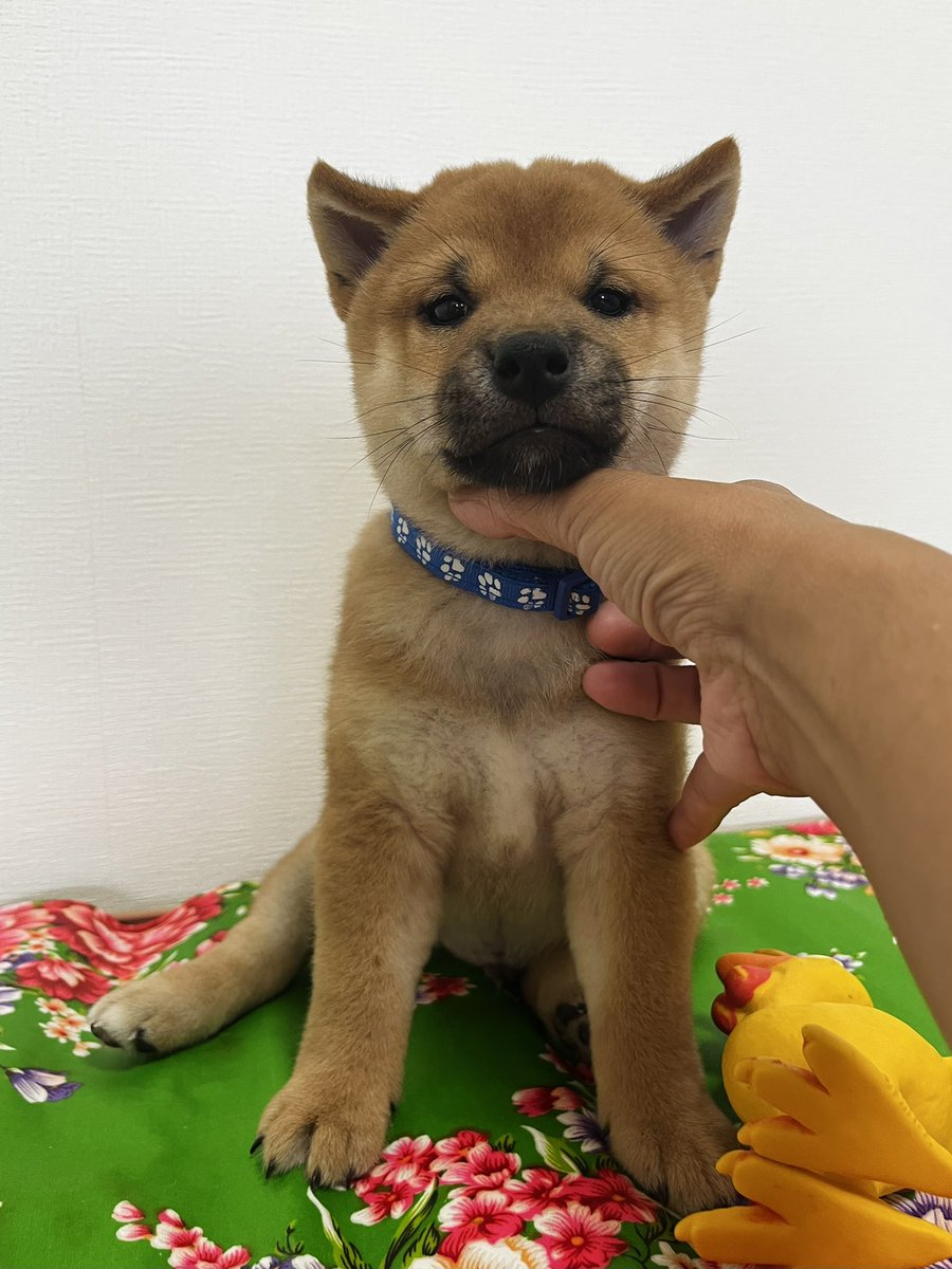 柴犬ぎんなん❤︎豆柴どんぐりと飼い主ゆきんこ tweet media