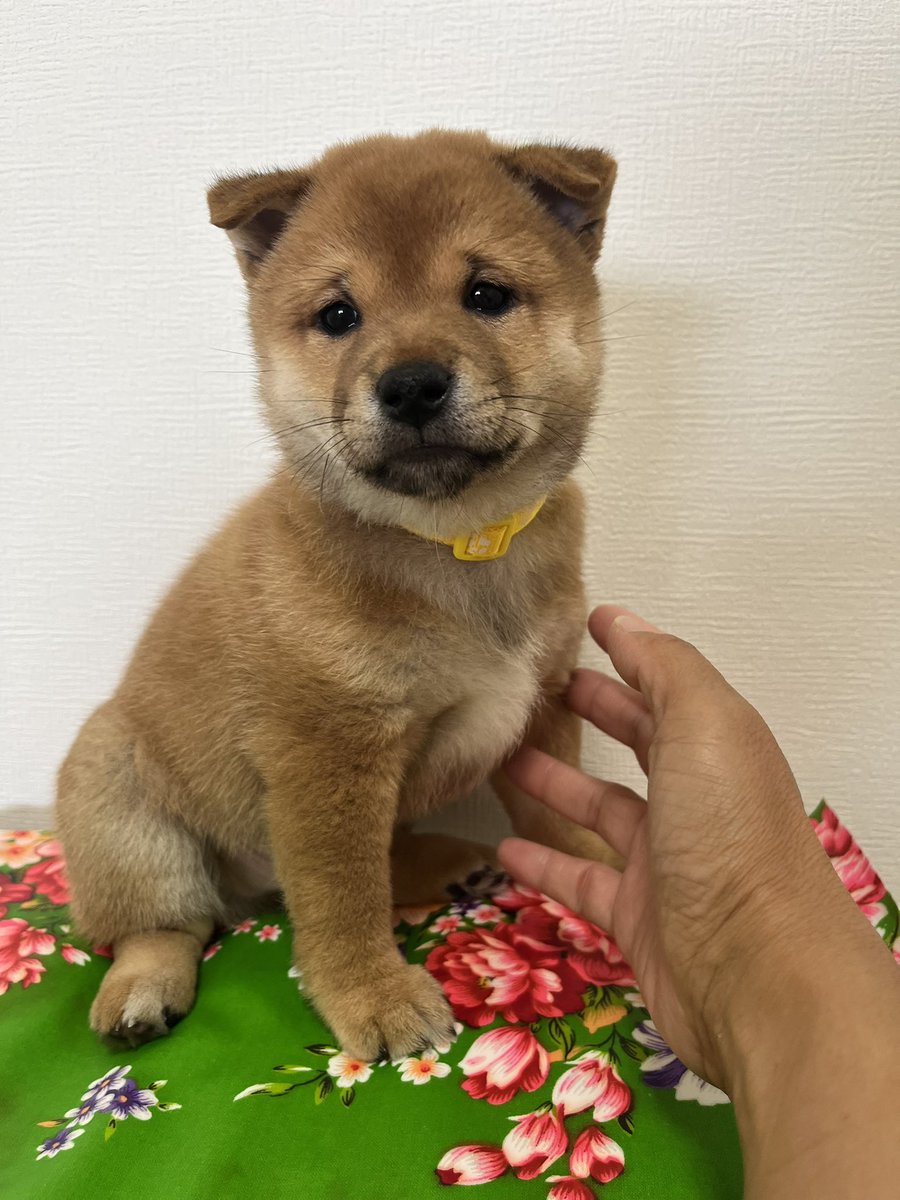 柴犬ぎんなん❤︎豆柴どんぐりと飼い主ゆきんこ tweet media