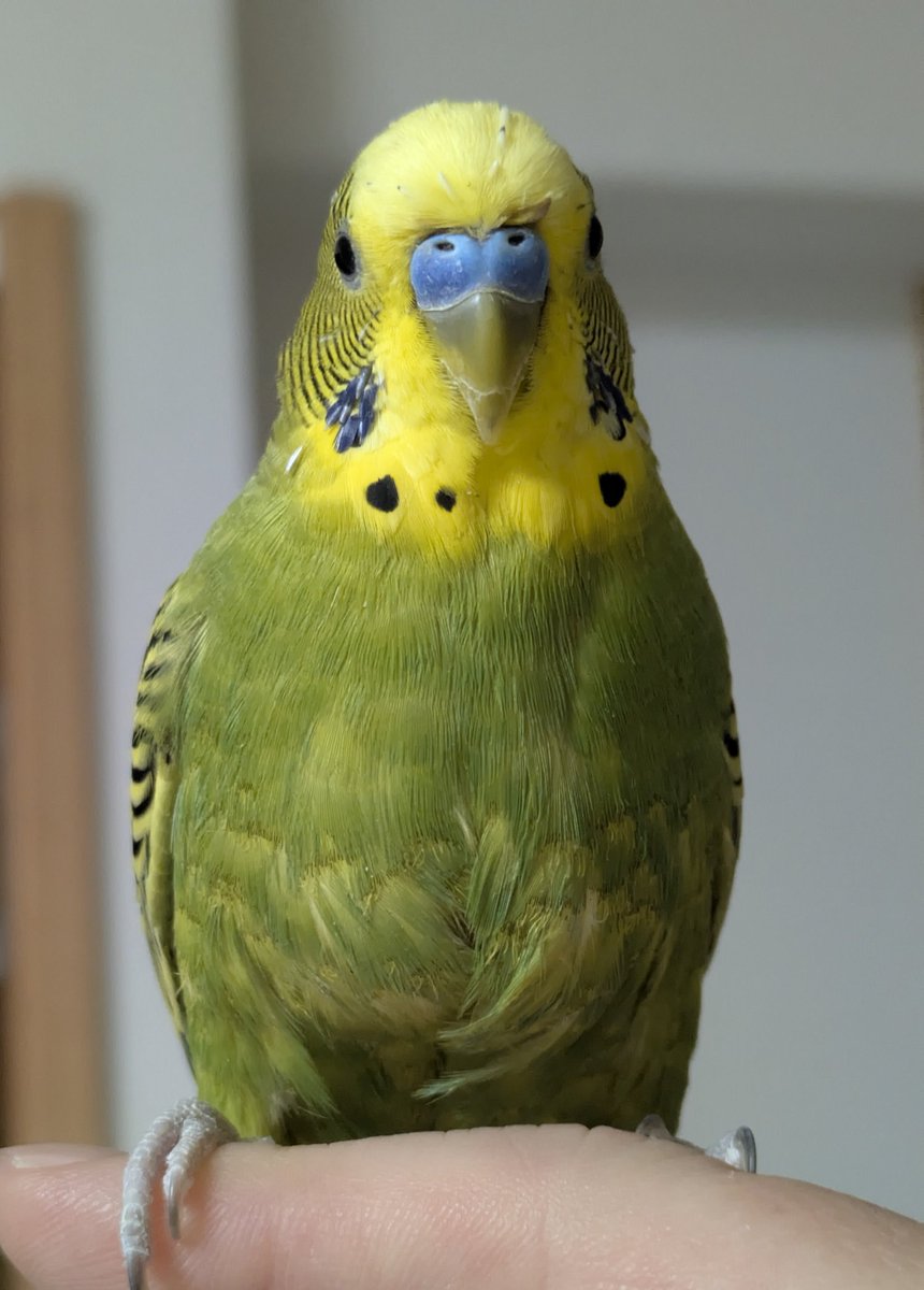 インコサン(3ө3) tweet media