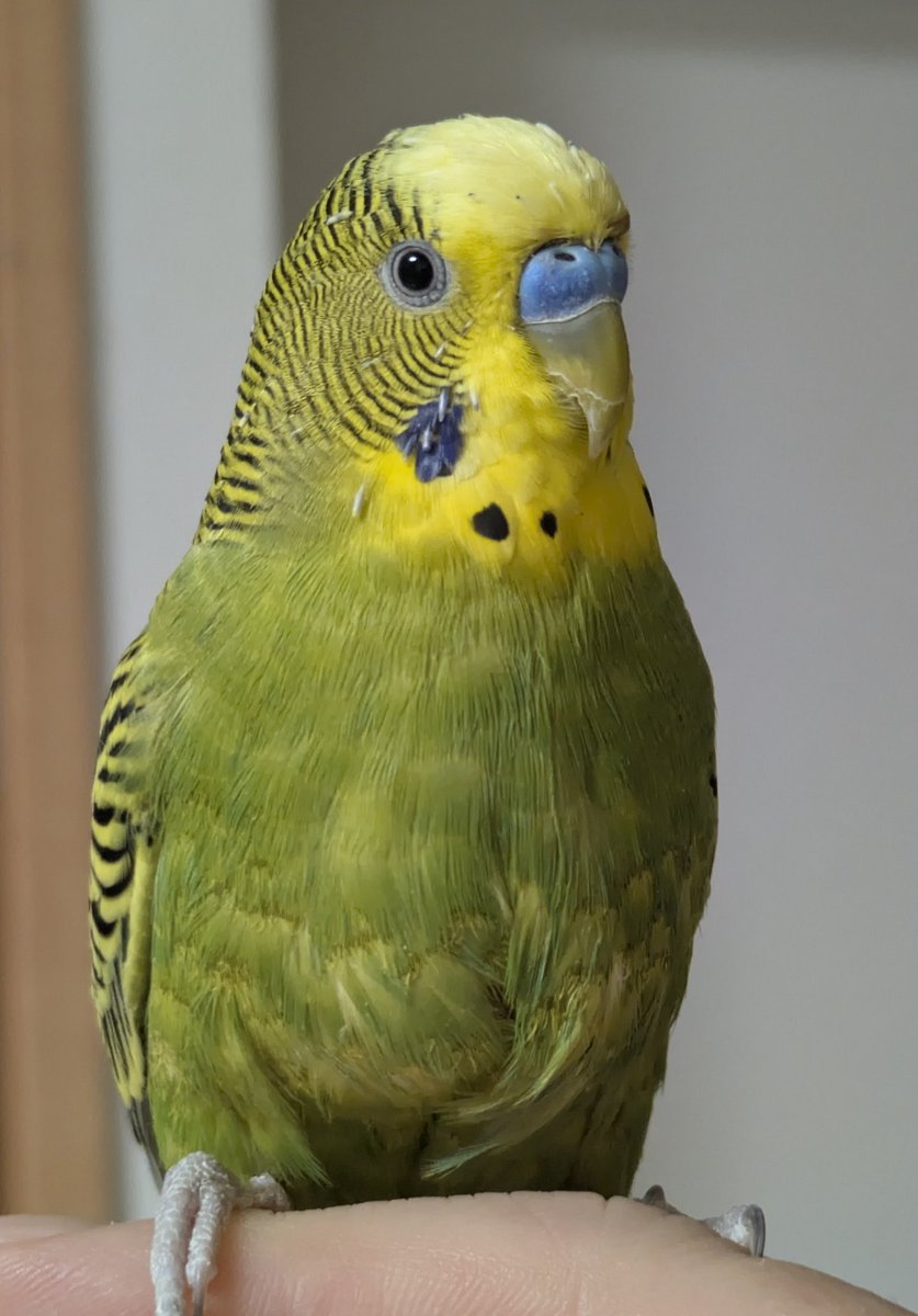 インコサン(3ө3) tweet media