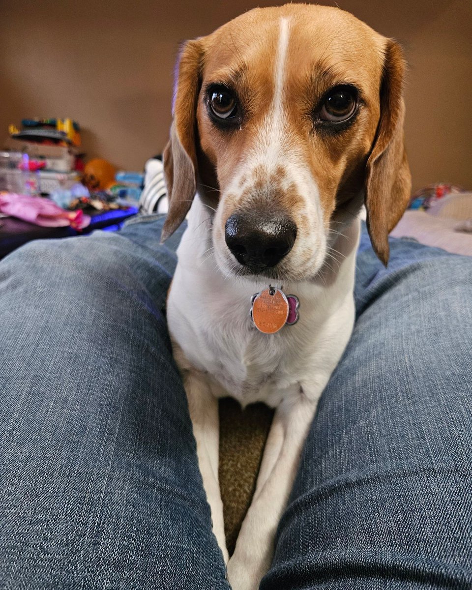 beaglefacts's tweet photo. There may be some humans who are able to resist the pleading gaze of a #beagle, but our researchers have not identified any as of yet. #beaglefacts

📷 @Bachy68 / Twitter https://t.co/mpRzI7HJVY