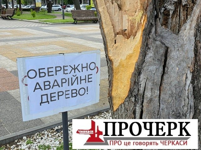 procherkinfo's tweet photo. Біля Черкаського драматичного театру ім. Т.Г. Шевченка зламало гілку старої яблуні унаслідок негоди
Яблуні на площі понад 60 років https://t.co/1Ci3uaLstU