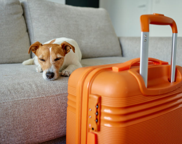 ThePetBlogLady's tweet photo. Pet Sitters International urges summer travelers: Don’t cut corners on your pet’s care – The Pet Blog Lady https://t.co/U69fjqcDM5 https://t.co/WxwDAQKQtB