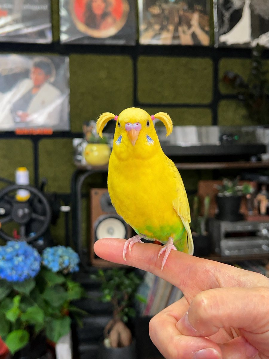 Birds Colour 🕊️ tweet media