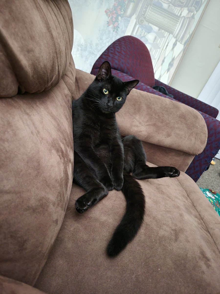 SilverDarkrai's tweet photo. @qCandywing Since we're posting our cats.... https://t.co/fFVz2NGpL3