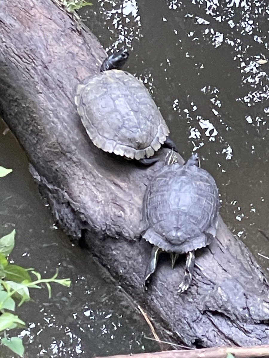 FittenTrim's tweet photo. #Turtles on the Northside @AtlantaBeltline https://t.co/otfk7LU6XB