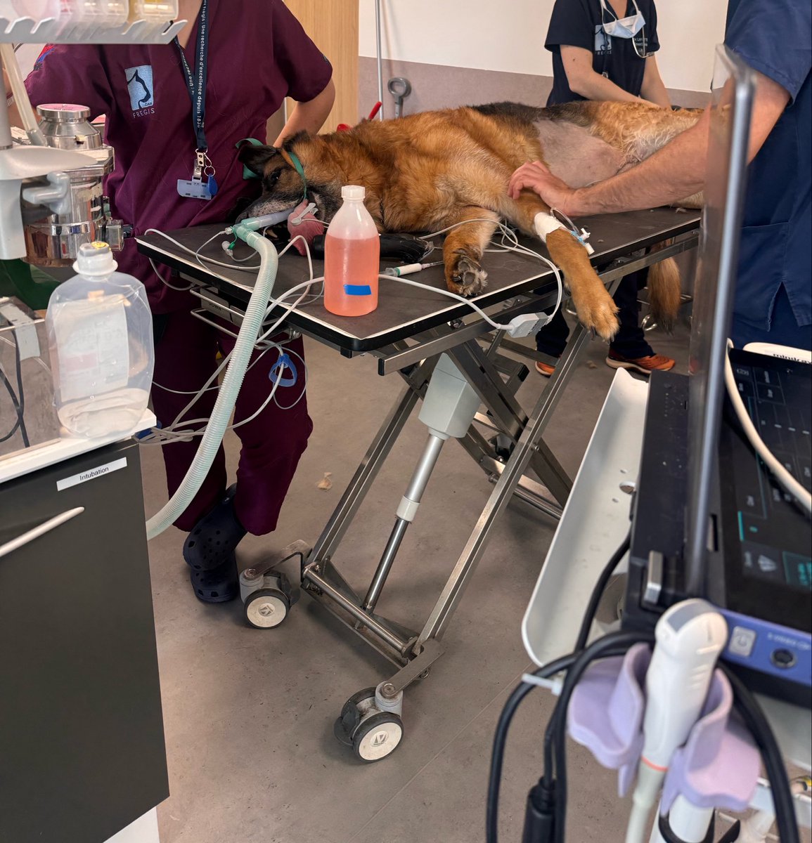 TiboInShape's tweet photo. Tournage à l’hôpital des animaux 🐶🐈 https://t.co/u0zpdZrCi9