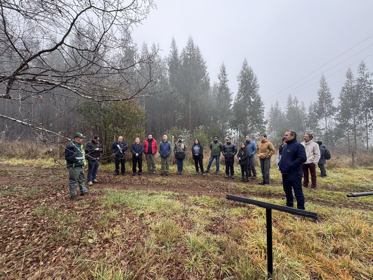 conaf_losrios's tweet photo. 📍#LOSRÍOS| Misión FAO Roma junto a profesionales de la Corporación participaron de jornada en terreno para conocer el trabajo de la Estrategia Nacional de Cambio Climático y Recursos Vegetacionales y su proyecto +Bosques. Visitaron el Vivero Huillilemu y reconocieron distintas generaciones de árboles y el avance en la producción de plantas nativas 🌱

Posteriormente nos trasladamos a Lanco para visitar el predio Curi Ruca y el manejo forestal que se ha realizado en la zona, en el marco de la ENCCRV y el proyecto +Bosques.