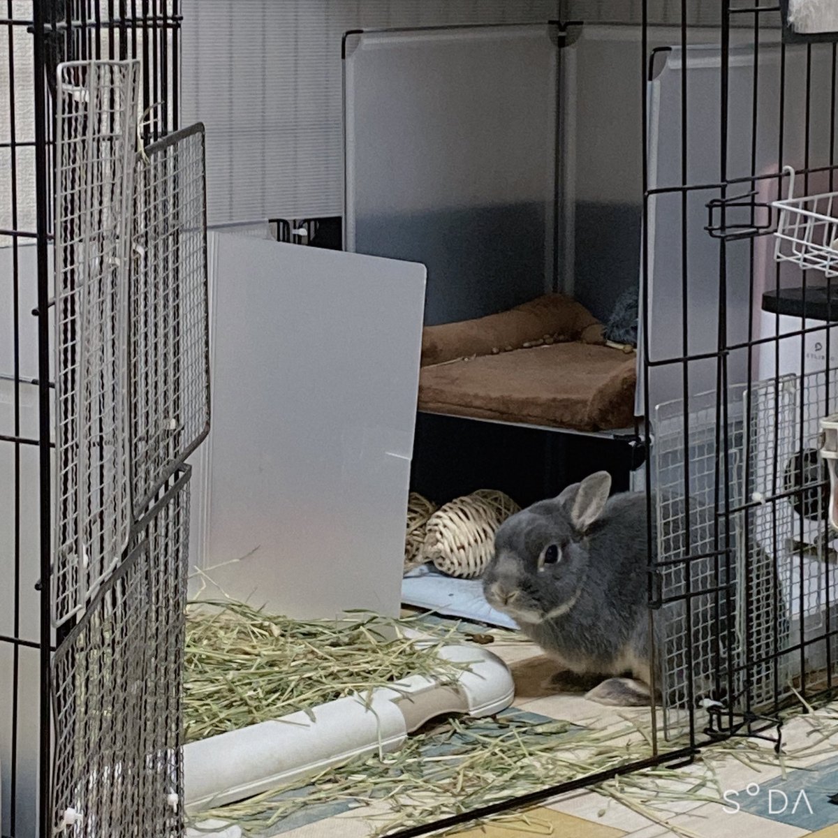 人間の咳がうるさすぎて自室に籠るうさぎさん🥲ｹﾞｪﾎｹﾞｰｰｰｰﾎ 「あいつ