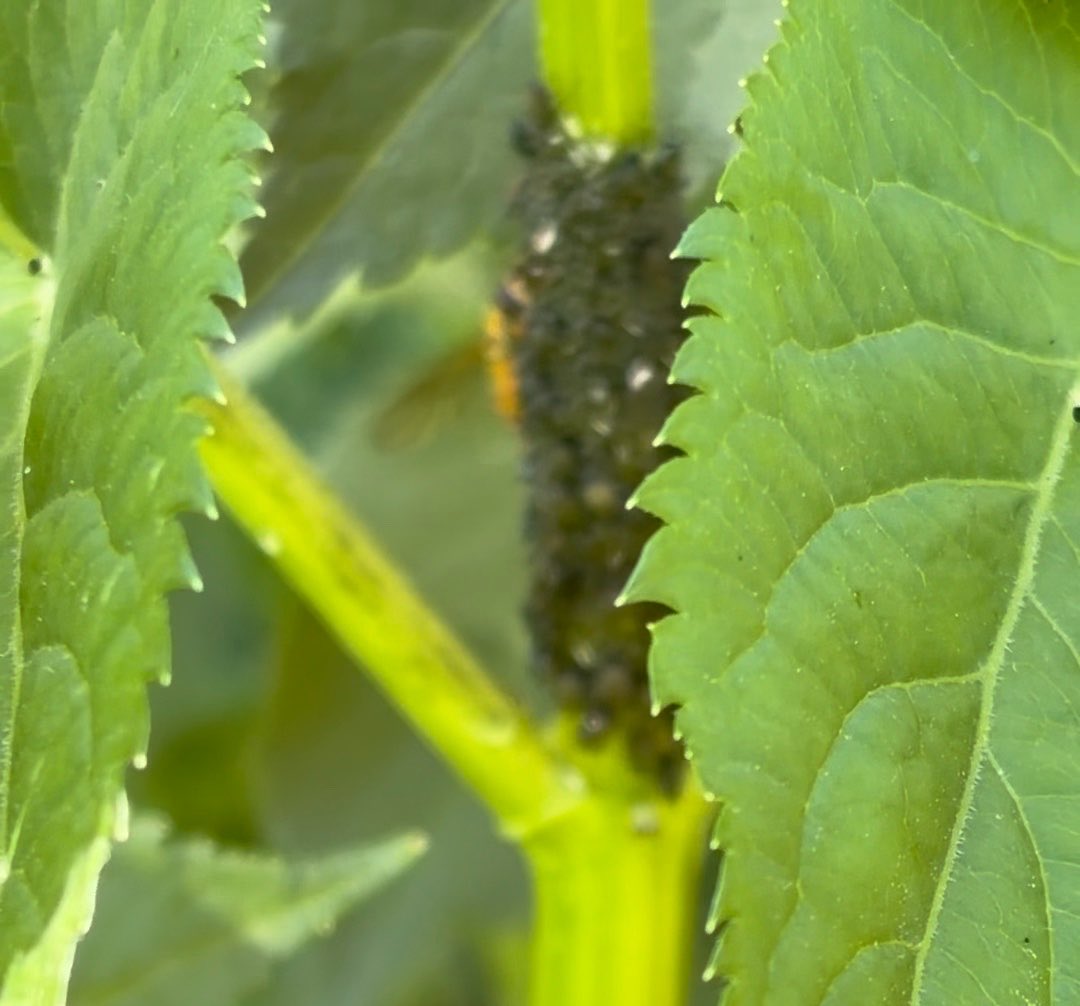 NorwaySkandin's tweet photo. #insects #Insekten #Fliegen #Schwebfliege #Schwebfliegen #Natur #nature #garden #Garten #Frühjahr #Frühling #spring #Blattläuse #SchwarzeBlattlaus #NützlingeImGarten
Eine Schwebfliege, Gattung unbestimmt, sitzt auf einem Blatt.
Fotos und Video leider unscharf. https://t.co/AcNfve78GW