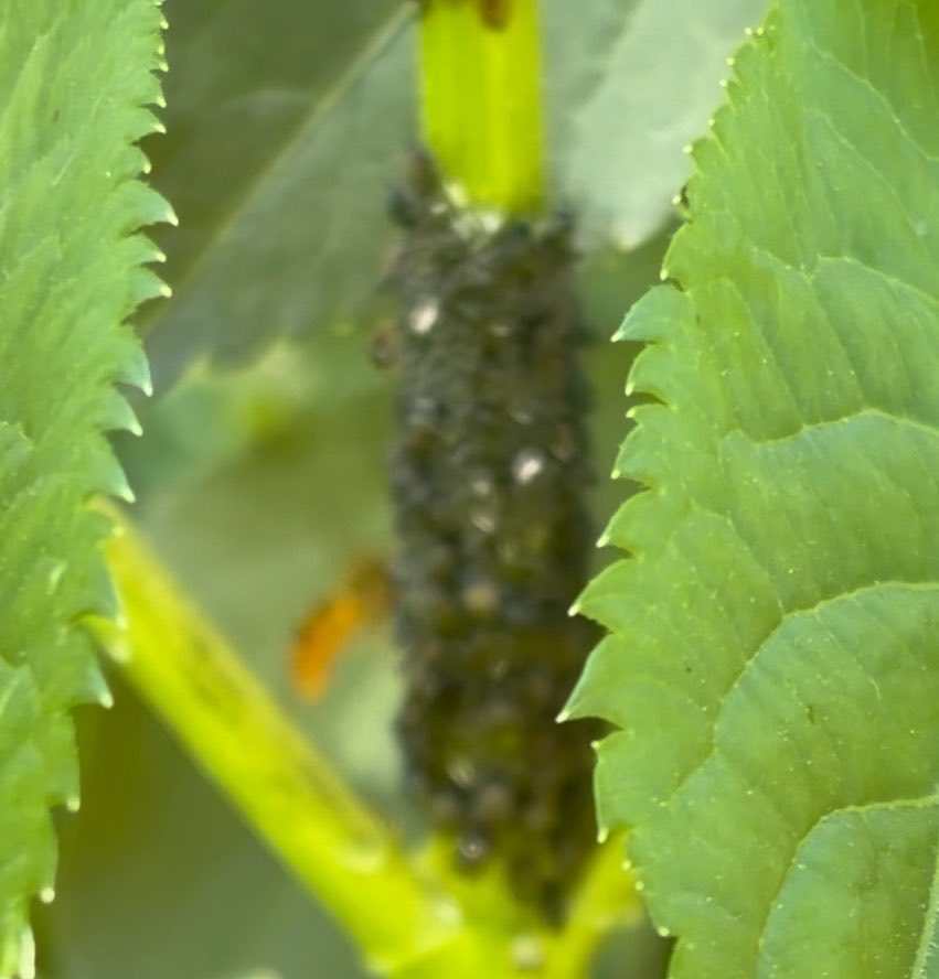 NorwaySkandin's tweet photo. #insects #Insekten #Fliegen #Schwebfliege #Schwebfliegen #Natur #nature #garden #Garten #Frühjahr #Frühling #spring #Blattläuse #SchwarzeBlattlaus #NützlingeImGarten
Eine Schwebfliege, Gattung unbestimmt, sitzt auf einem Blatt.
Fotos und Video leider unscharf. https://t.co/AcNfve78GW