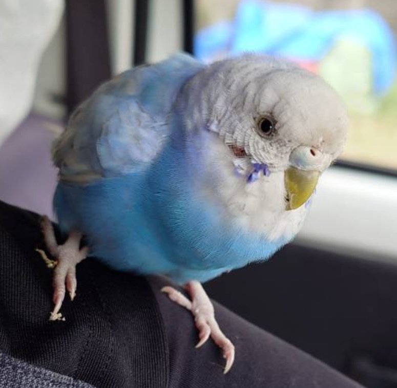 inkohogositemas's tweet photo. 【飼い主探しています】
2026年5月28日 
広島県佐伯区で保護しました。
元気はあり、お水もご飯もたくさん食べてます。
お心あたりある方はご連絡ください。
警察届け出済みです。
#迷子鳥 #迷子インコ #セキセイインコ https://t.co/W4la1yLlY0