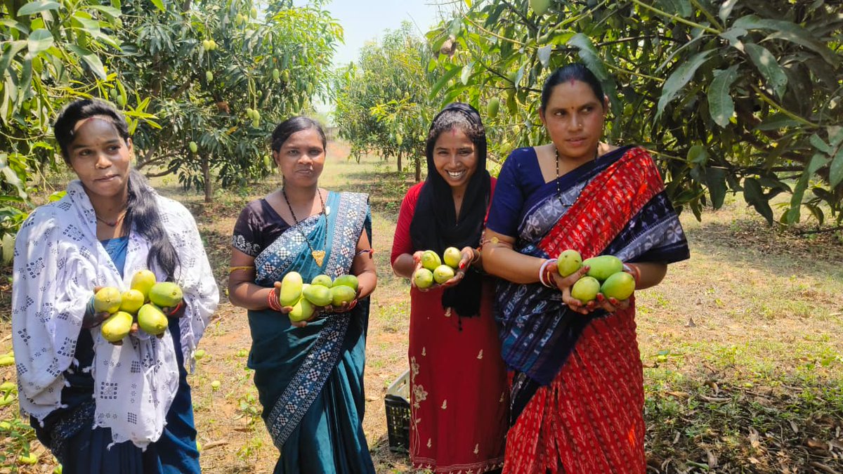 apc_program's tweet photo. The Dasheri of Belpada of Balangir district has always been sweet — this season, the women are making sure the market savours it too.

Under the Agriculture Production Cluster (APC) Program, Patneswari Women Farmers Producer Company Limited (PWFPCL) has marketed around 462 quintals of mangoes till now, generating a business turnover of around ₹16.45 lakh during the ongoing season. Through collective marketing and sales via the Regulated Market Committee (RMC), the company is helping farmers access wider markets and improve returns from mango cultivation, with Dasheri being the major variety this season.

With facilitation from our partner ADHIKAR and guidance and support from the Department of Mission Shakti and the Directorate of Horticulture, PWFPCL continues to expand its trading network and scale up mango marketing activities during the peak season.
@CMO_Odisha @SecyChief @IPR_Odisha @krushibibhag
@Horticultureod1 @OLM_Antyoday @Missionshakti @CollectorBgr #ADHIKAR @BRLF_India @PRADAN_India