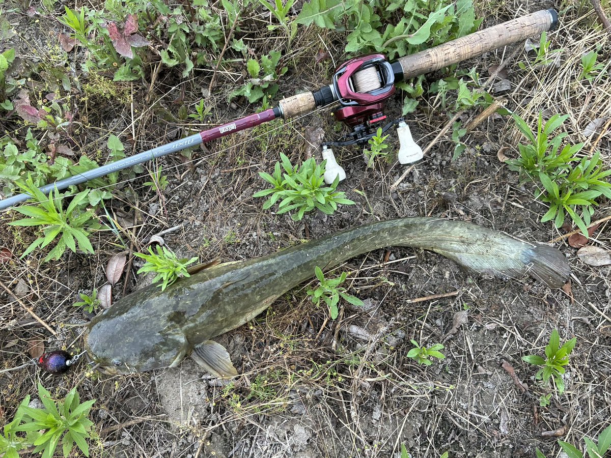 catfish_kun's tweet photo. 本日のナマズ釣果

仕事帰りに1時間デイナマ😊
お目当てのポイントは満水😨
なので今回は超小規模水路（ドブ笑）
通り過ぎる人々の視線が冷たい🥹
引き波立ててバフッと出た〜😆✨
鯰さんは裏切らない✨ありがと🎵✨

3バイト2ヒット1ゲット

#マサ工房
#イブポップ
#ザクトクラフト
#flixir510UL https://t.co/qe0xqTPIHg