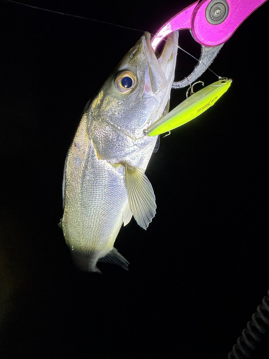 ___Fishing's tweet photo. ちょっとしたレンジの差で🐟
トップは出ないけどマニックでほんの少し入れると食べた◎
そっからもう少しシークで入れるとオカワリありました✌️

#DUOinternational
#DUOモニター
#PR
#マニックフィッシュ88
#シーク85S https://t.co/xhVfCkcziA