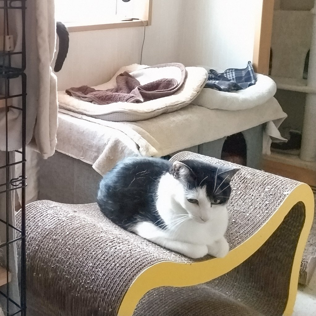保護猫ルームえびす(大阪府里親募集中) tweet media