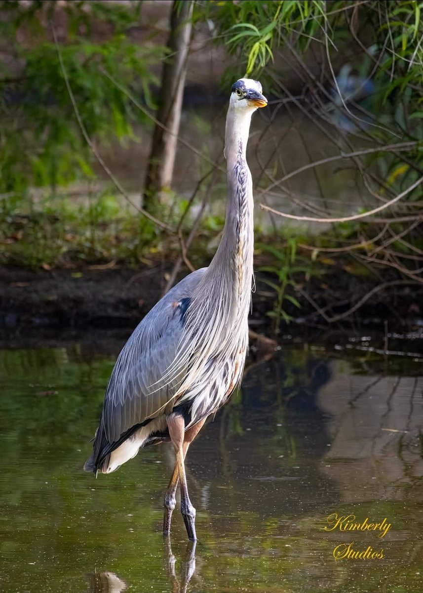 hoops42760's tweet photo. 🌿 Just had a visit from this elegant Great Blue Heron this morning! Standing so still and regal in the shallow water. Nature never fails to amaze me.
What’s your favorite bird to spot? 🐦
#GreatBlueHeron #BirdPhotography #Wildlife #KimberlyStudios https://t.co/V6STqnQhC3