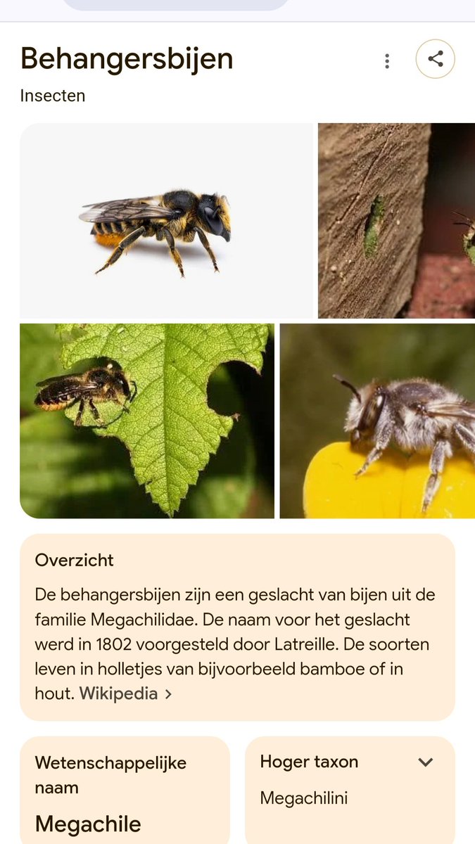 insect_ecole_HR's tweet photo. Meerdere van de wildebijen groep behangers bijen in Franse argonne https://t.co/VeAuouS6Cj