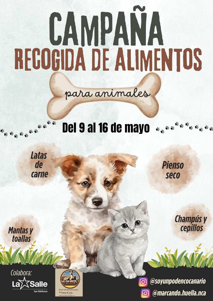 SoyUnPodencoCan's tweet photo. ES HOY 🥰❗️ES HOOOOY❗️

¿Te vienes de la pata 🐾 con nosotros? 

A partir de las 16:00, vamos a estar en en Kiwoko #Nivaria en #SantaCruz.

Hay unos GRANDES SERES HUMANOS del colegio #LaSalleSanIldefonso que quieren ayudarnos recogiendo donaciones como trabajo de fin de curso👩‍🎓 https://t.co/AejL8sGfpd