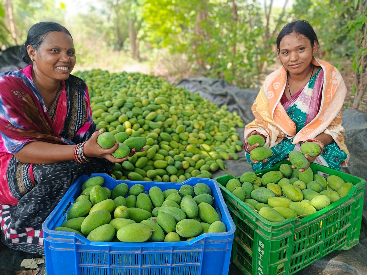 apc_program's tweet photo. The Dasheri of Belpada of Balangir district has always been sweet — this season, the women are making sure the market savours it too.

Under the Agriculture Production Cluster (APC) Program, Patneswari Women Farmers Producer Company Limited (PWFPCL) has marketed around 462 quintals of mangoes till now, generating a business turnover of around ₹16.45 lakh during the ongoing season. Through collective marketing and sales via the Regulated Market Committee (RMC), the company is helping farmers access wider markets and improve returns from mango cultivation, with Dasheri being the major variety this season.

With facilitation from our partner ADHIKAR and guidance and support from the Department of Mission Shakti and the Directorate of Horticulture, PWFPCL continues to expand its trading network and scale up mango marketing activities during the peak season.
@CMO_Odisha @SecyChief @IPR_Odisha @krushibibhag
@Horticultureod1 @OLM_Antyoday @Missionshakti @CollectorBgr #ADHIKAR @BRLF_India @PRADAN_India