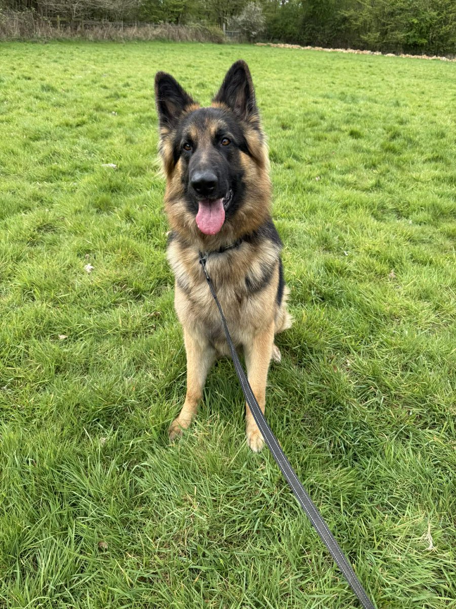 German Shepherd Rescue Elite ( GSRE ) tweet media