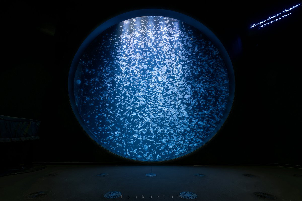 tsukarium's tweet photo. 世界一のクラゲ展示種数を誇る「東北エプソンアクアリウムかもすい」はいいぞ https://t.co/9WUbWUK7jp