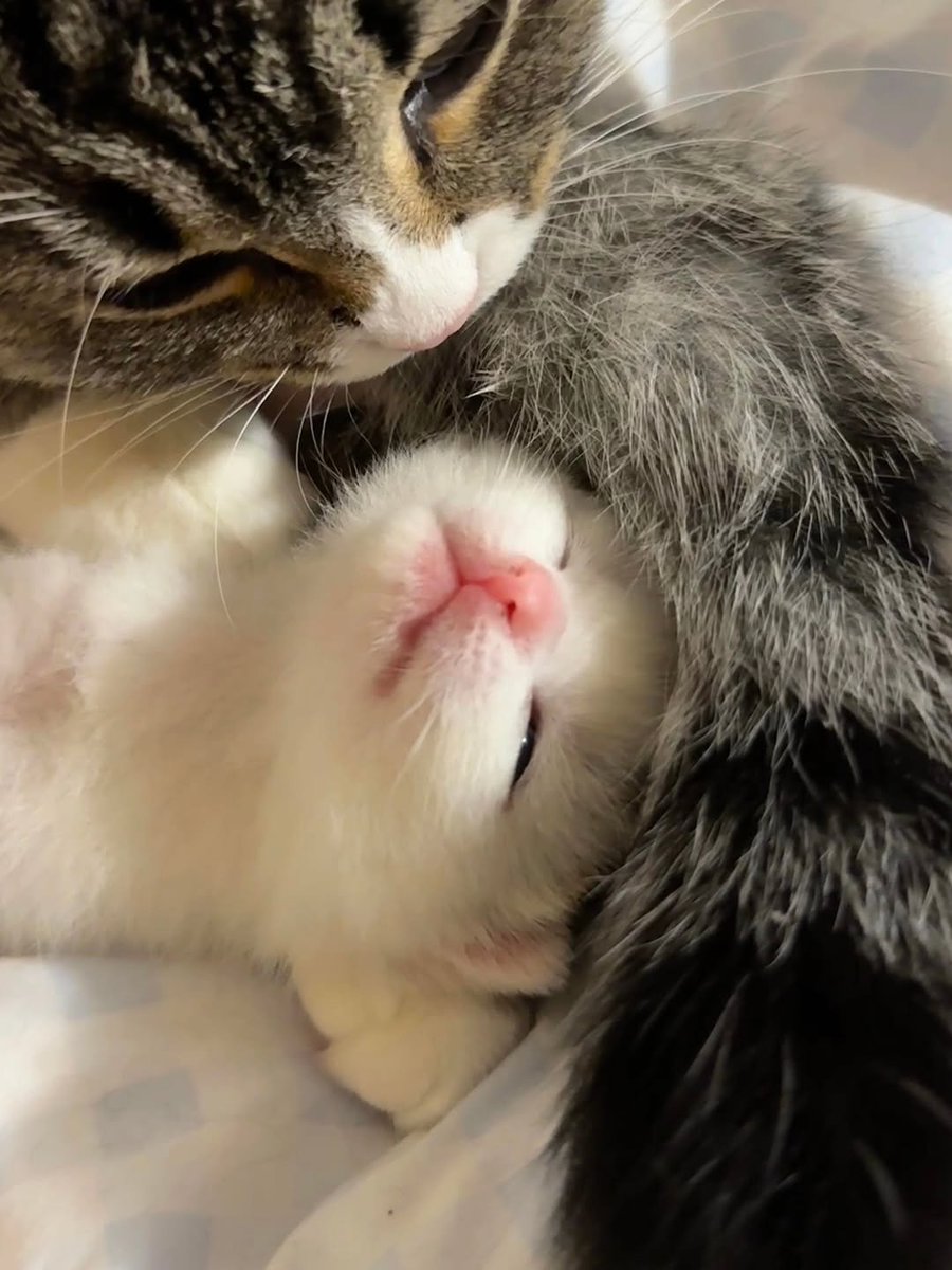 aura with cats tweet media