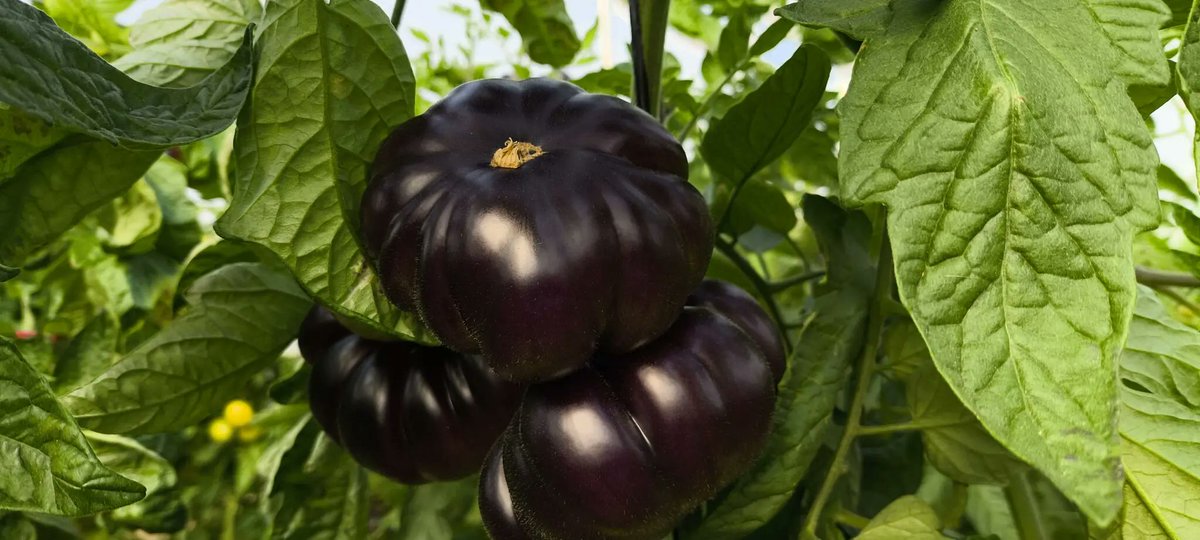 JorgeGdeOpazo's tweet photo. El campo pide variedades resistentes sin renunciar a la productividad. Obtentores, como los recogidos por ECA Fruits, trabajan en materiales que suman resistencias, sabor y vida comercial. 

Amplía en @eComercioAgr 📲 https://t.co/H2gPcIFhLC #Agricultura #Semillas https://t.co/Q4SOdeCn4L