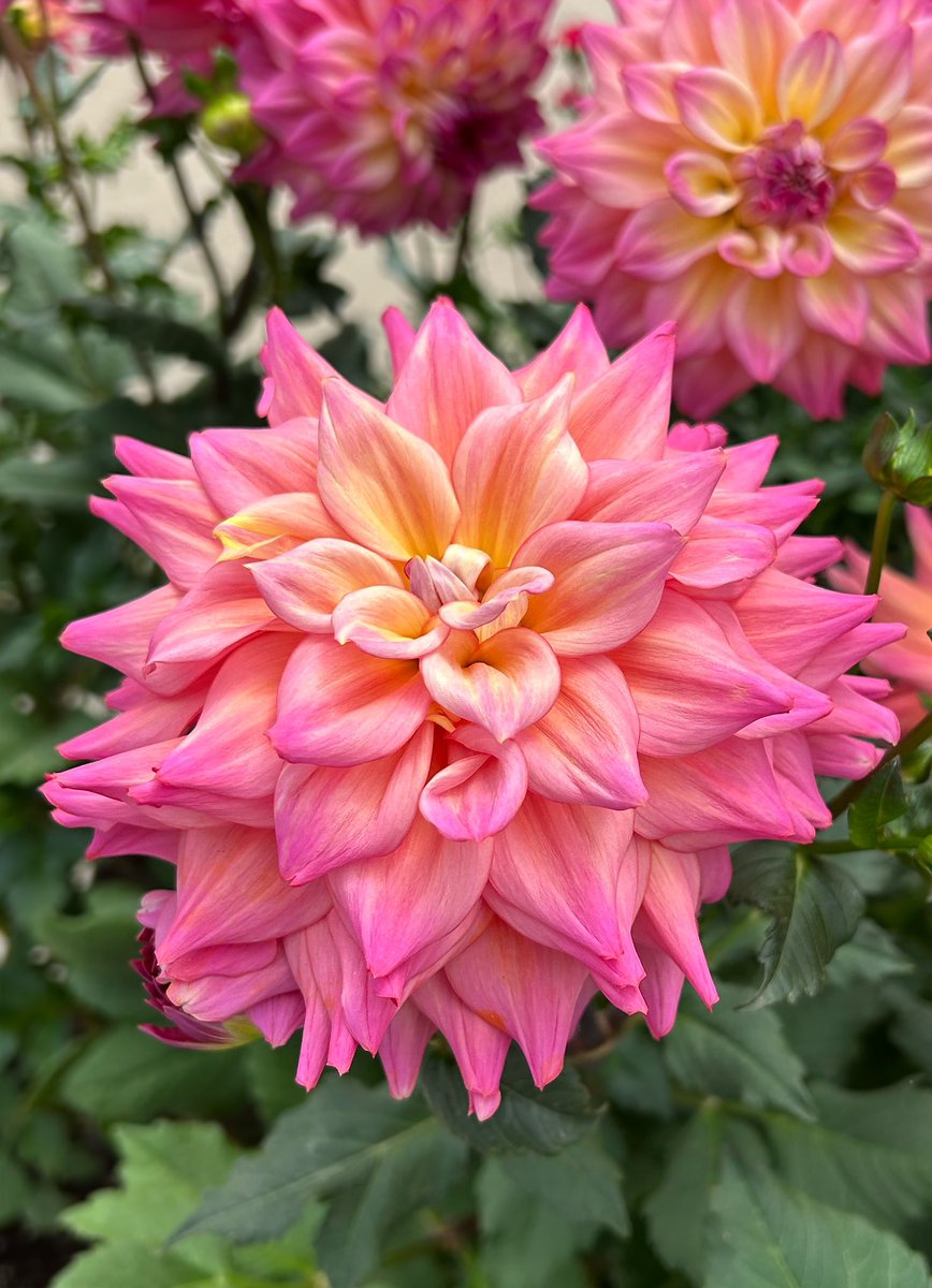 BonnieDool5tx's tweet photo. A Dahila To Brighten Your Day https://t.co/eD3TvAgPto